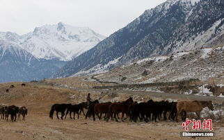 伊犁河谷牧民 千年轉(zhuǎn)場(chǎng)之路上的冬季遷徙